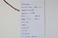 樹參藏品圖，第2張