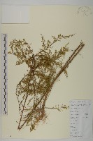 茵蔯蒿藏品圖，第1張