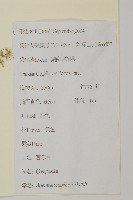 茵蔯蒿藏品圖，第2張