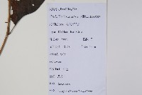 八角楓藏品圖，第2張