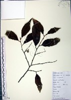 紅皮、葉下白、赤仔尾藏品圖，第1張