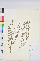 地錦藏品圖，第1張