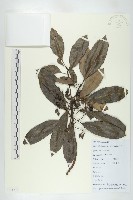 俄氏虎皮楠、蘭嶼虎皮楠、虎皮楠藏品圖，第1張