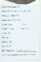 俄氏虎皮楠、蘭嶼虎皮楠、虎皮楠藏品圖，第2張