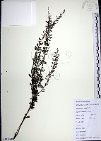鐵掃帚、千里光藏品圖，第1張