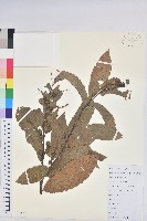 茅栗藏品圖，第1張