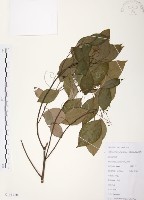 樟樹藏品圖，第1張