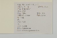 哥蘭葉藏品圖，第2張