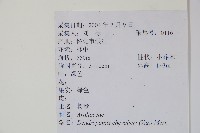 樹參藏品圖，第2張