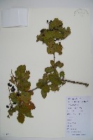 登錄號:S111770藏品圖，第1張