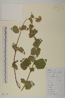 霍香薊藏品圖，第1張