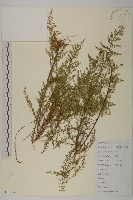 茵蔯蒿藏品圖，第1張