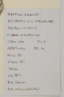 茵蔯蒿藏品圖，第2張