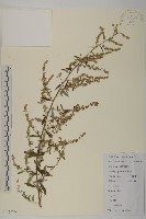 魁蒿藏品圖，第1張