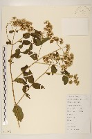 華澤蘭藏品圖，第1張