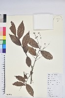 黃背越橘藏品圖，第1張