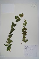 臺灣糯米條藏品圖，第1張