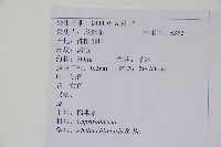 臺灣糯米條藏品圖，第2張