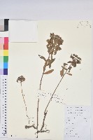 澤漆藏品圖，第1張