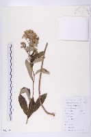 羊耳菊藏品圖，第1張