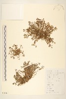 假吐金菊藏品圖，第1張