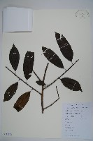 鐵冬青藏品圖，第1張