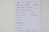 附地菜藏品圖，第2張