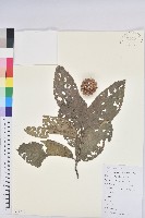 板栗藏品圖，第1張