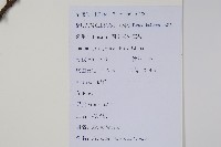 獼猴桃、奇異果藏品圖，第2張