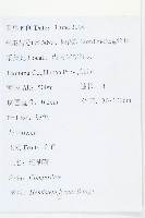 泥胡菜藏品圖，第2張