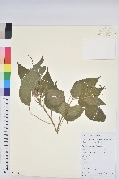 假扎包葉藏品圖，第1張