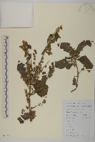 天名精藏品圖，第1張