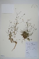 細葉蘭花參藏品圖，第1張