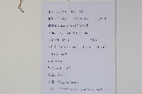 細葉蘭花參藏品圖，第2張