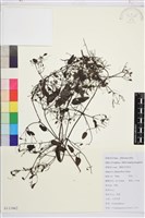 小蓑衣藤藏品圖，第1張