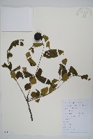 南酸棗藏品圖，第1張