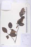 油柿藏品圖，第1張