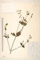 毛梗豨薟藏品圖，第1張