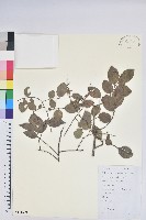 米飯花藏品圖，第1張