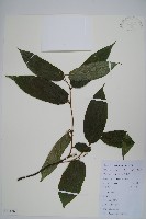 小花八角楓藏品圖，第1張