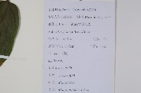 小花八角楓藏品圖，第2張