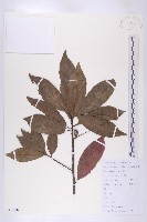 杜英藏品圖，第1張