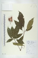 猴歡喜藏品圖，第1張