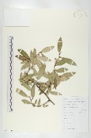 余山羊奶子藏品圖，第1張