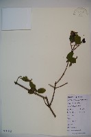 登錄號:S111902藏品圖，第1張