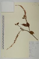 江南山柳藏品圖，第1張