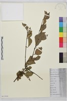 薄葉鼠李藏品圖，第1張