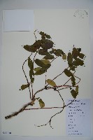 忍冬、金銀花藏品圖，第1張