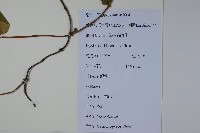 忍冬、金銀花藏品圖，第2張