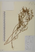 青蒿藏品圖，第1張